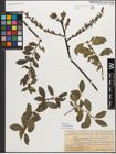 Foto von Salix myrsinifolia Salisb.